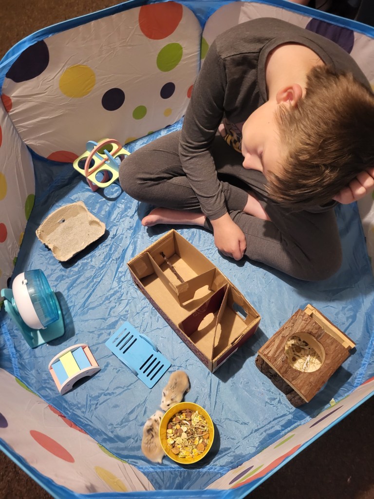 Warren in the hamster playpen